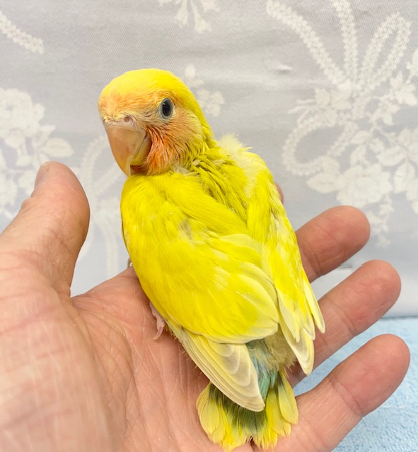 コザクラインコ（小桜インコ）