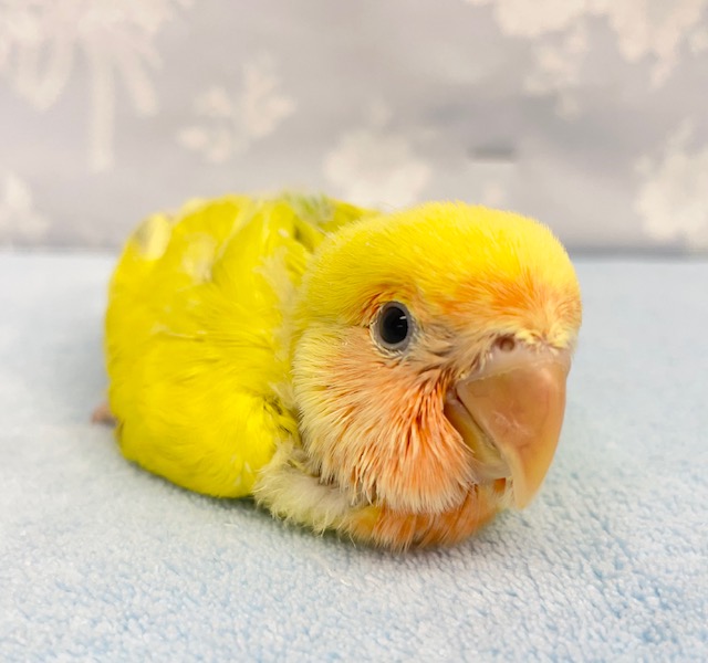 鮮やか💛コザクラインコ（ゴールデンチェリー）　2022年6月生まれ