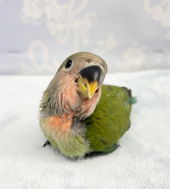 ラブバード💛コザクラインコ（ノーマル） 2022年6月生まれ