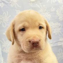 二度見プライス💛ラブラドール・レトリバー（イエロー）男の子　2022年5月29日生まれ　