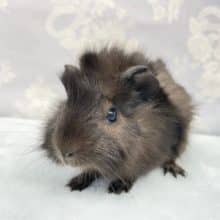 真っ黒クロスケ💛巻毛モルモット（黒）男の子　2022年7月生まれ　