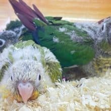 夏休みは、ウロコインコを育てよう💛