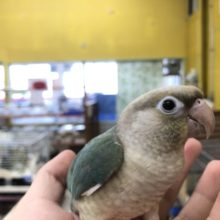 中型インコフェア開催します！！！