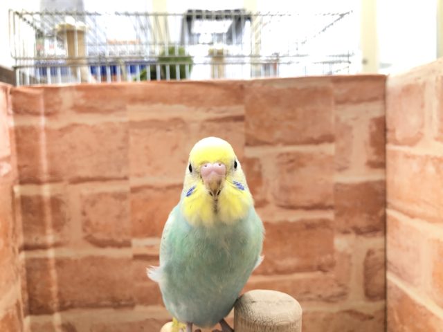 人気カラーセキセイ　セキセイインコ　パステルレインボー　R４　７／６撮影