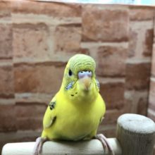 定番カラー黄色！　セキセイインコ　ハルクイン　R４　７／６撮影
