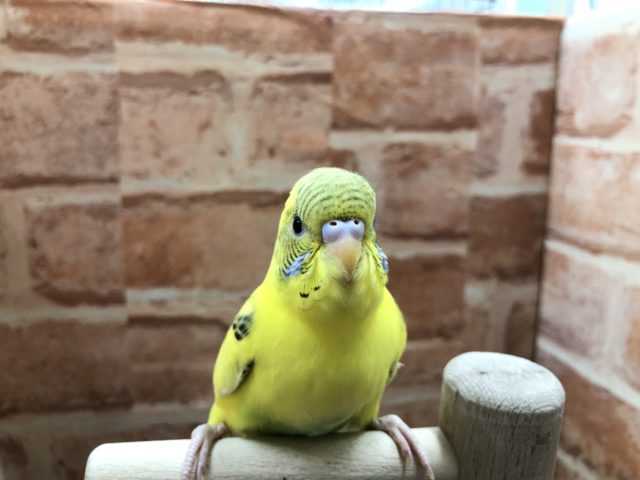 定番カラー黄色！　セキセイインコ　ハルクイン　R４　７／６撮影