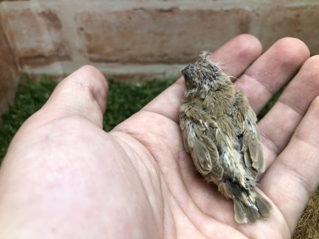 錦花鳥（キンカチョウ）