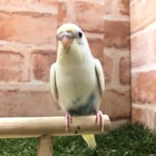 人気のカラフルカラー　セキセイインコ　四色ハルク　R４　７／２７撮影