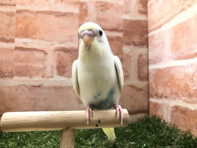 人気のカラフルカラー　セキセイインコ　四色ハルク　R４　７／２７撮影