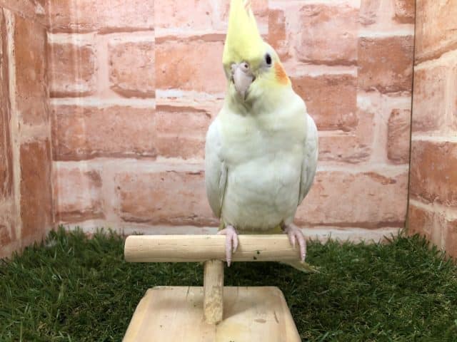 オカメインコ