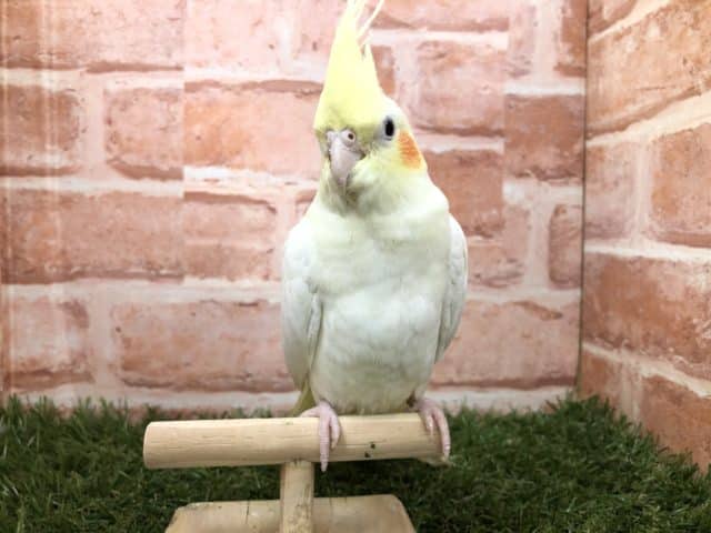 オカメインコ