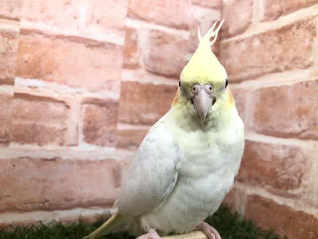 あ！オカメインコだ～　オカメインコ　ルチノーカラー　R４　７／２７撮影