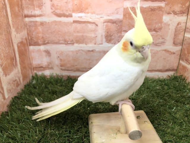 オカメインコ