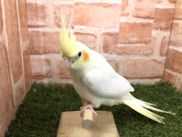 オカメインコ