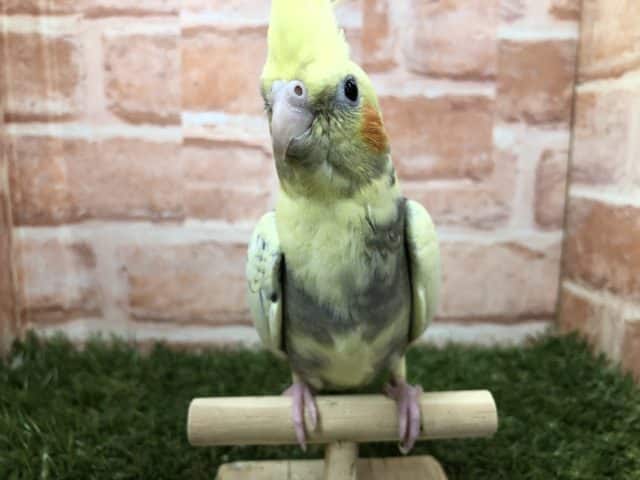 まだら～模様～　オカメインコ　パールパイド　R４　７／２７撮影