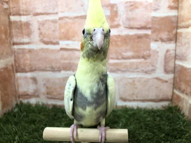 オカメインコ