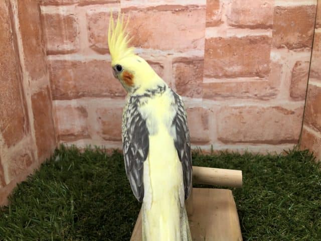 オカメインコ