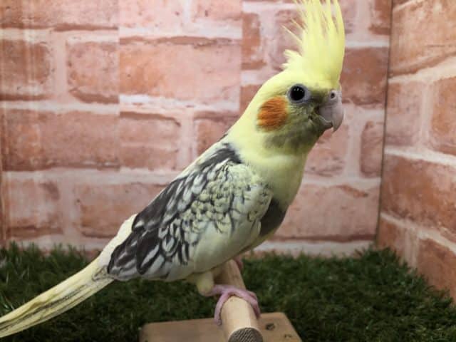 オカメインコ