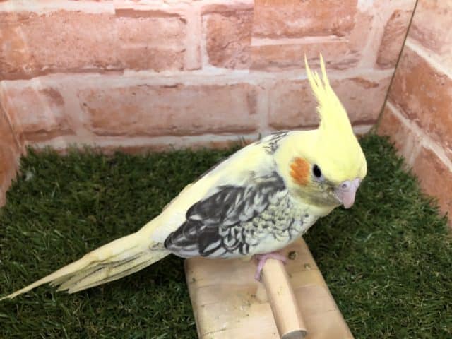 オカメインコ