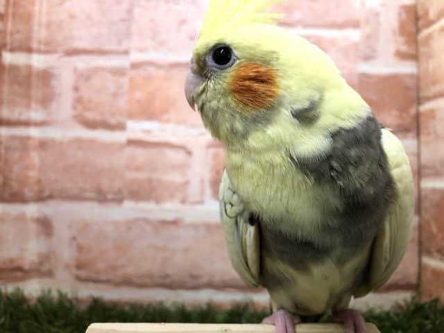 オカメインコ