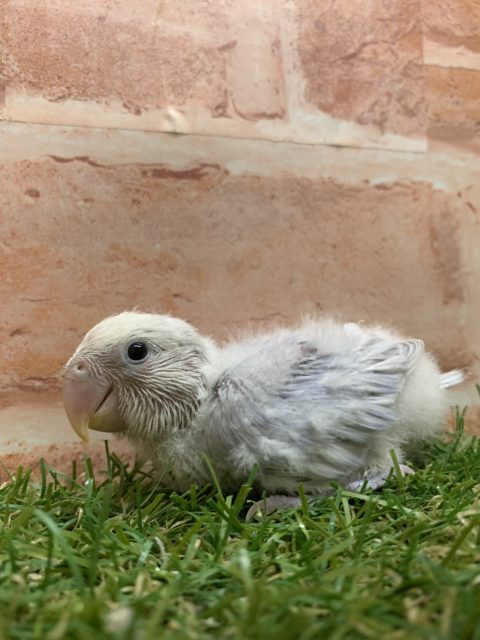 人気種！！　コザクラインコ　オパーリンバイオレット入舎です！！　R4　7/22撮影