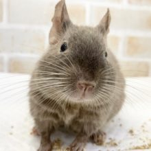 最新画像！デグー（チョコレート）　男の子　まるでチョコまんじゅう！？