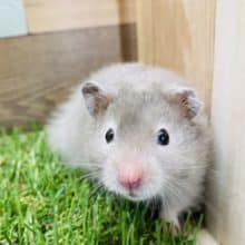 白い縁取り！！人気の高いセーブルハムスター男の子やって来ました♪