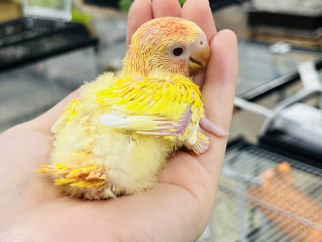 コザクラインコ（小桜インコ）