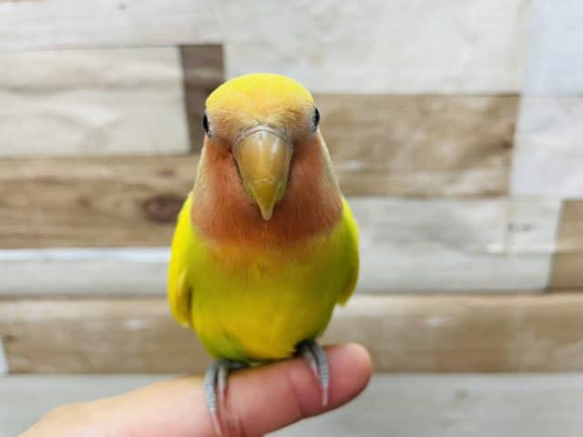 コザクラインコ（小桜インコ）