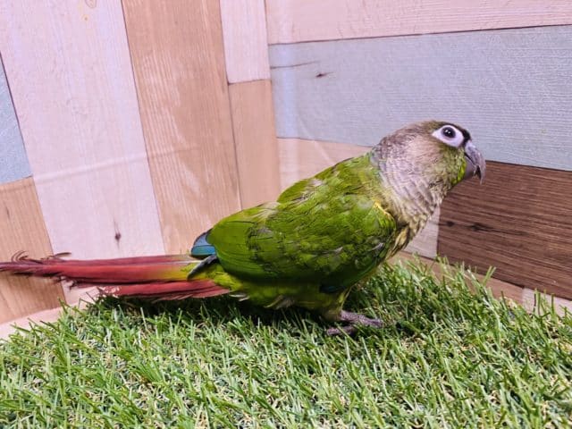 ワキコガネウロコインコ