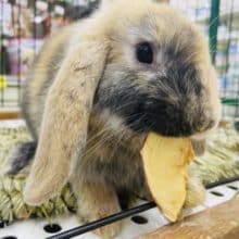 最新画像になりますよ！！ぴょんぴょんうささん！！カラーがステキです！！　ロップイヤーラビット　トーティ