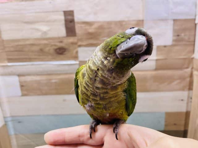 ワキコガネウロコインコ