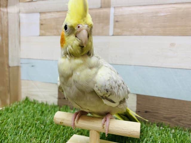 オカメインコ