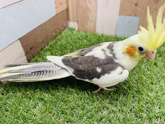 オカメインコ