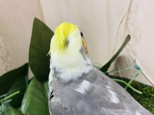 オカメインコ