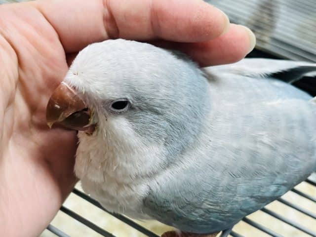 オキナインコ