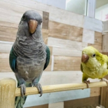 期間限定☆インコさんとふれあいやおしゃべりしてみませんか⁇中型インコフェア開催中！
