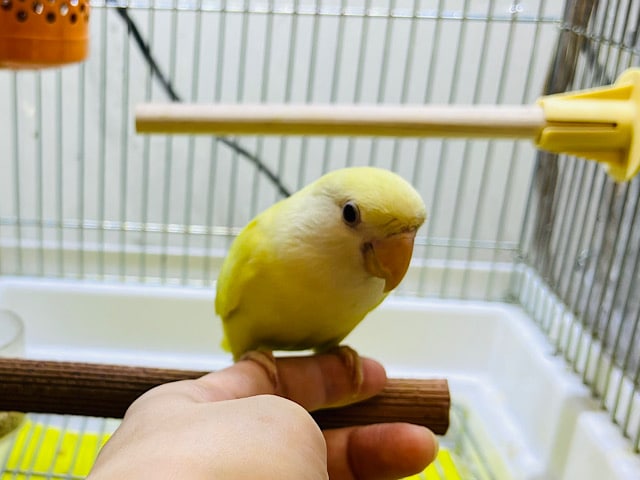 コザクラインコ（小桜インコ）