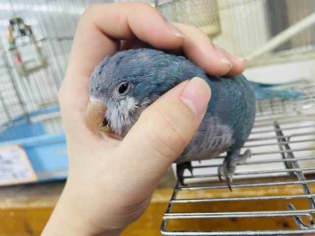 オキナインコ