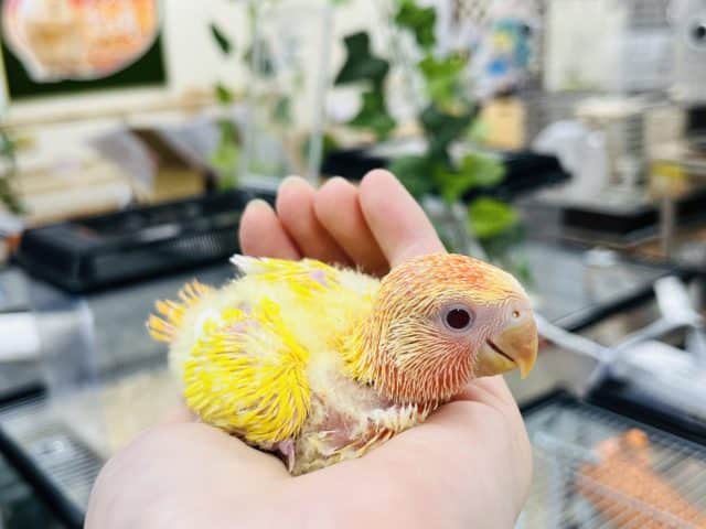 コザクラインコ（小桜インコ）