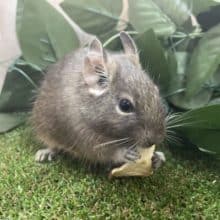 最新画像になりますよ！！ちょっとちょっとデグーですよ！！ デグー ブルー