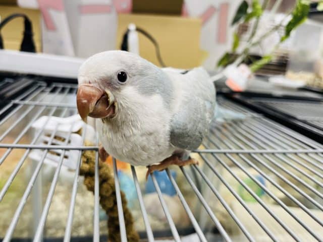 オキナインコ