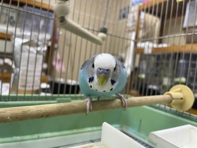 ジャンボセキセイインコ