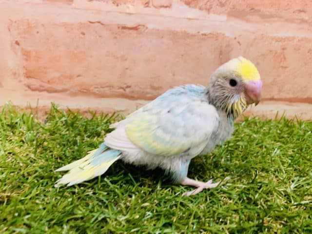 大人気！！　セキセイインコ　パステルレインボー入舎です！②　Ｒ４ ８/２３撮影