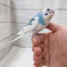 最新画像あり！　おすすめ！パイドのセキセイインコ