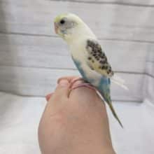 最新画像あり！　羽の黒い模様が特徴的〜🐥　セキセイインコ(クリームハルクイン)