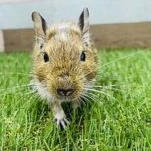 近寄って来てくれます！元気いっぱいのデグー女の子♪