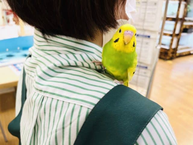 セキセイインコ