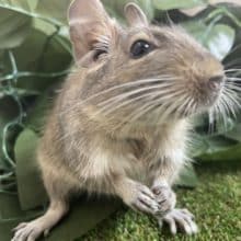 最新画像になりますよ～でぐでぐテクテク♪♪ デグー ブルー