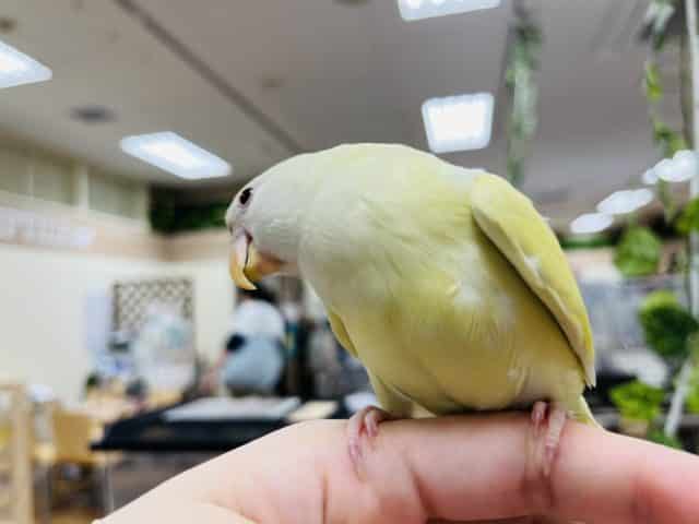 コザクラインコ（小桜インコ）